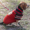 dog_training
