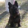 little_dog