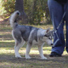 husky